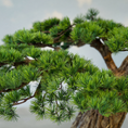 Load image into Gallery viewer, Aeternum Pine