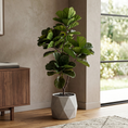 Load image into Gallery viewer, Copac Artificial Ficus Lyrata Artificial 155cm cu 70 Frunze